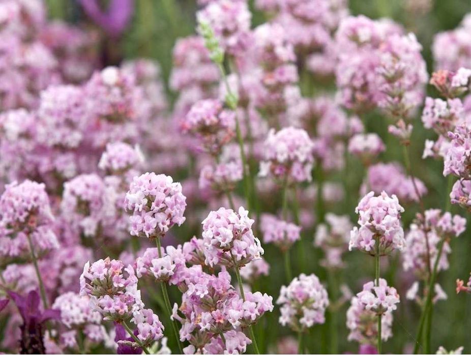 Лаванда насіння 5 сортів Sineva, біла, Hidcote, Rosea, Munstead семена