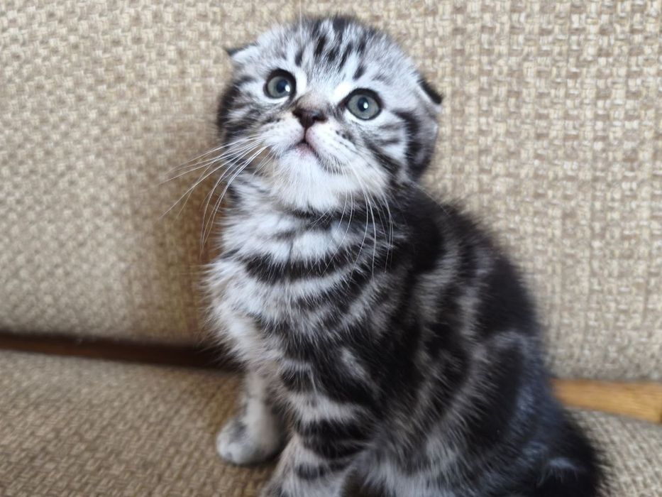 Шотландские мраморные котята