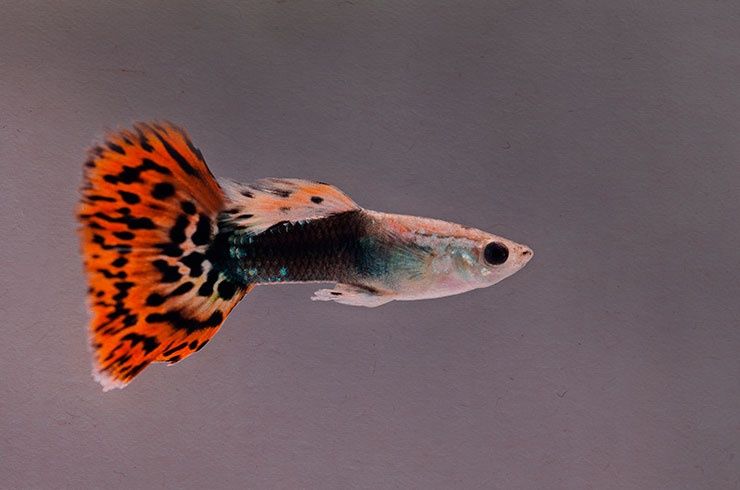 Продам рибки гупі