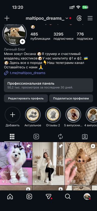 Девочка мальтипу ф1 супер мини беби фейс