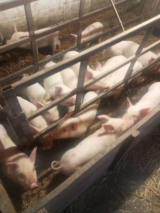 Продам поросята с.Горбків