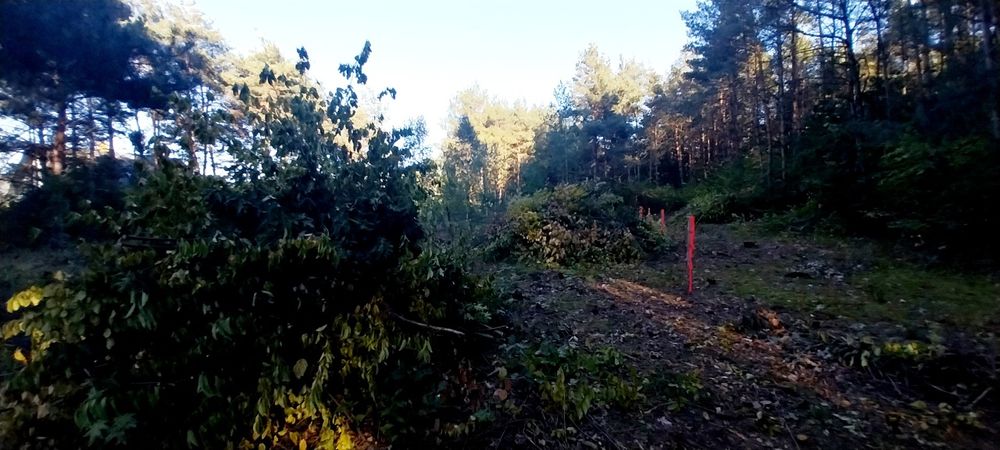 Oddam gałęzie na zrębki podsypkę