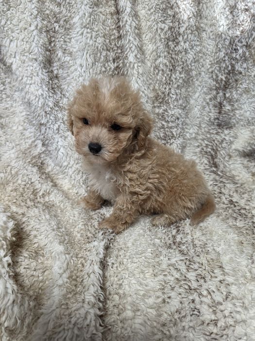 Śliczny piesek Maltipoo