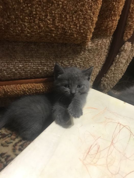 Шукають сімю котенята