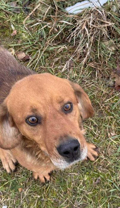 Nero szuka domu -grzecznościowo -aktualne