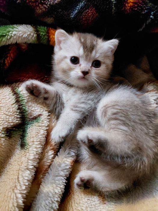 Британские котята