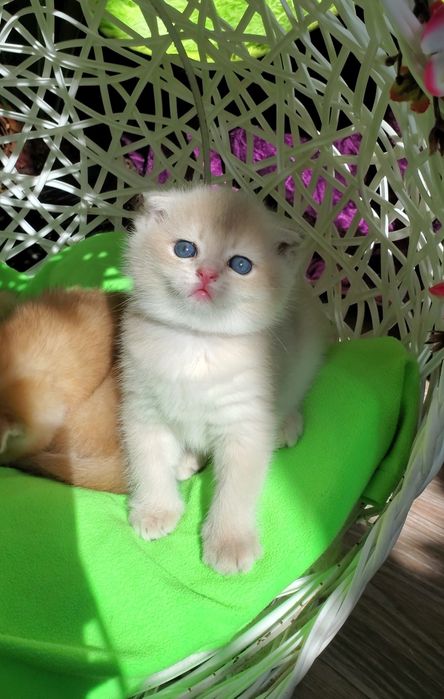 Ручные котята. Котики золотая шиншилла.