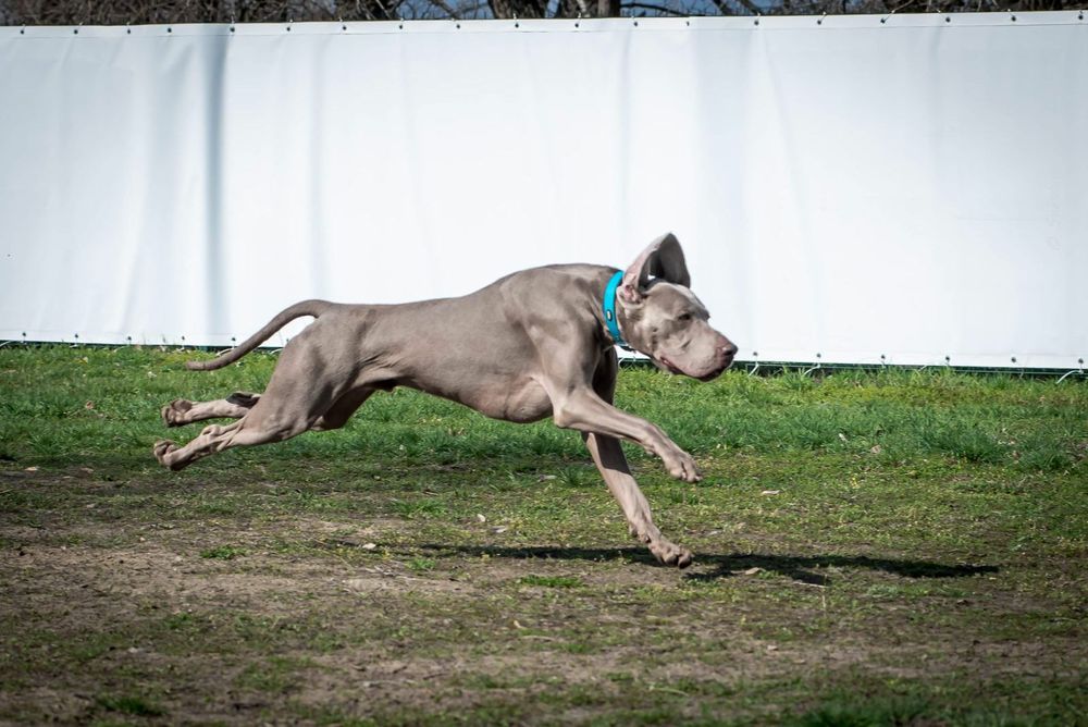 (Вязка )веймаранер