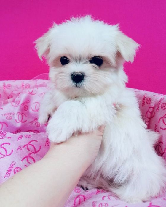 Maltańczyk suczka z rodowodem Maltańczyki