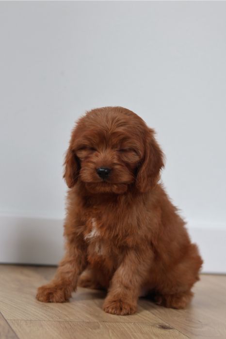 Cavapoo suczka Red