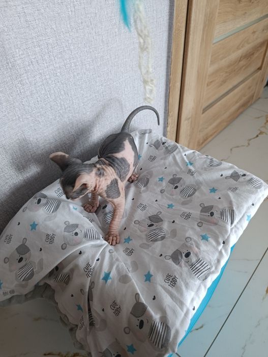 Sprzedam kotka Rasy Sfinks