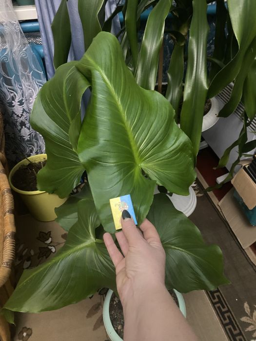 Калла біла «гігантська»