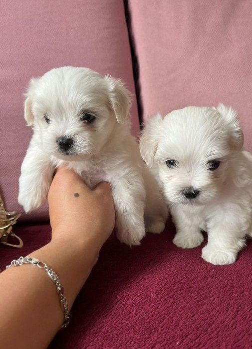 bishon frise Бішон Фрізе