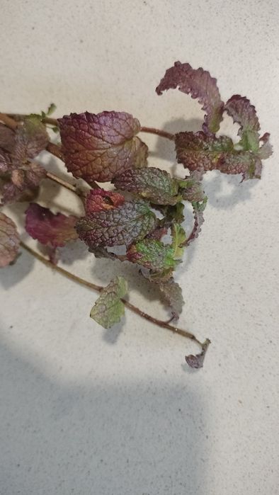 Hortelãs e outras aromáticas