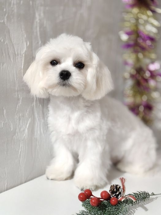 Чудесный Мальчик мальтезе