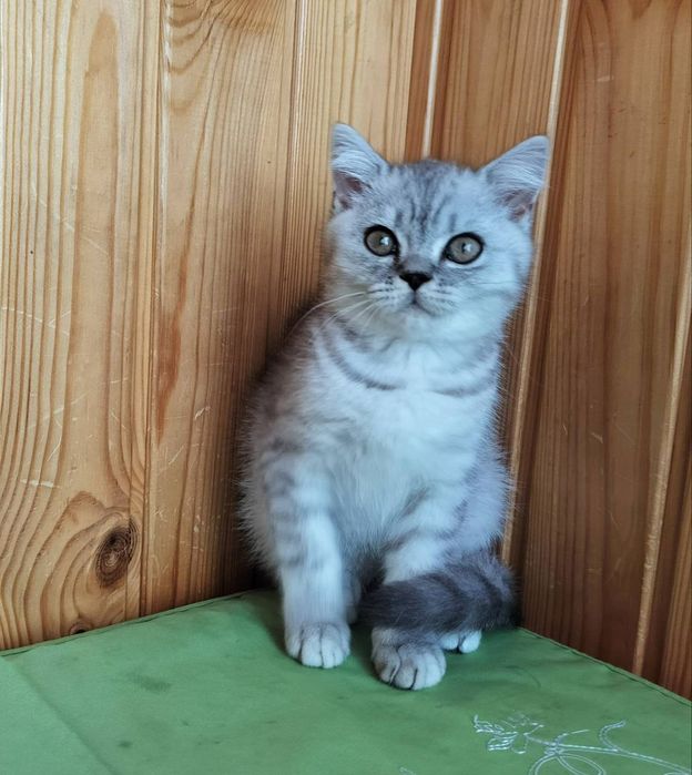 Світленький котик красунчик