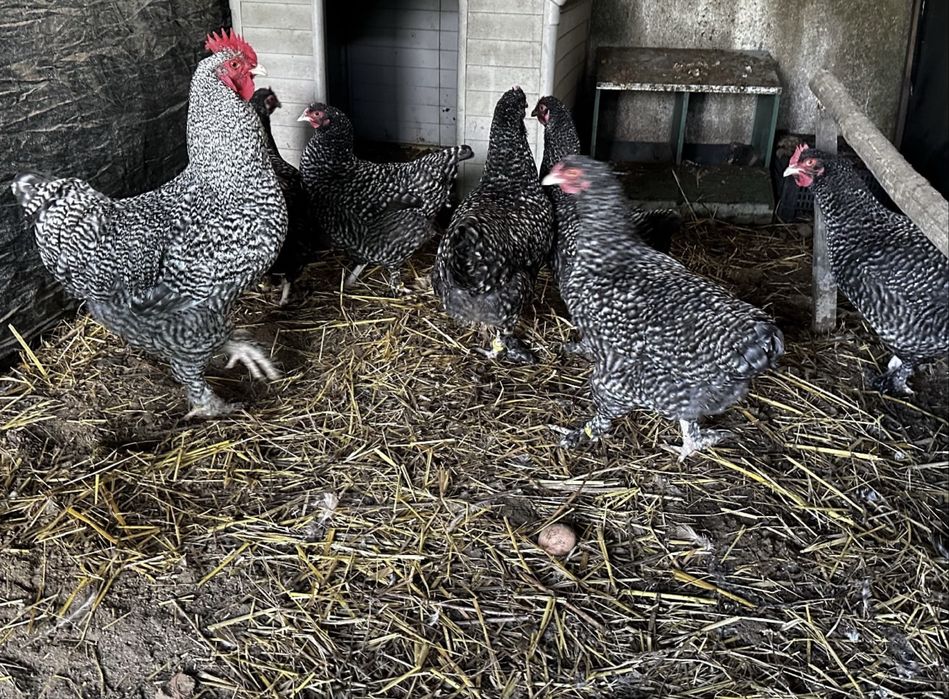 Maline raca belga ovos