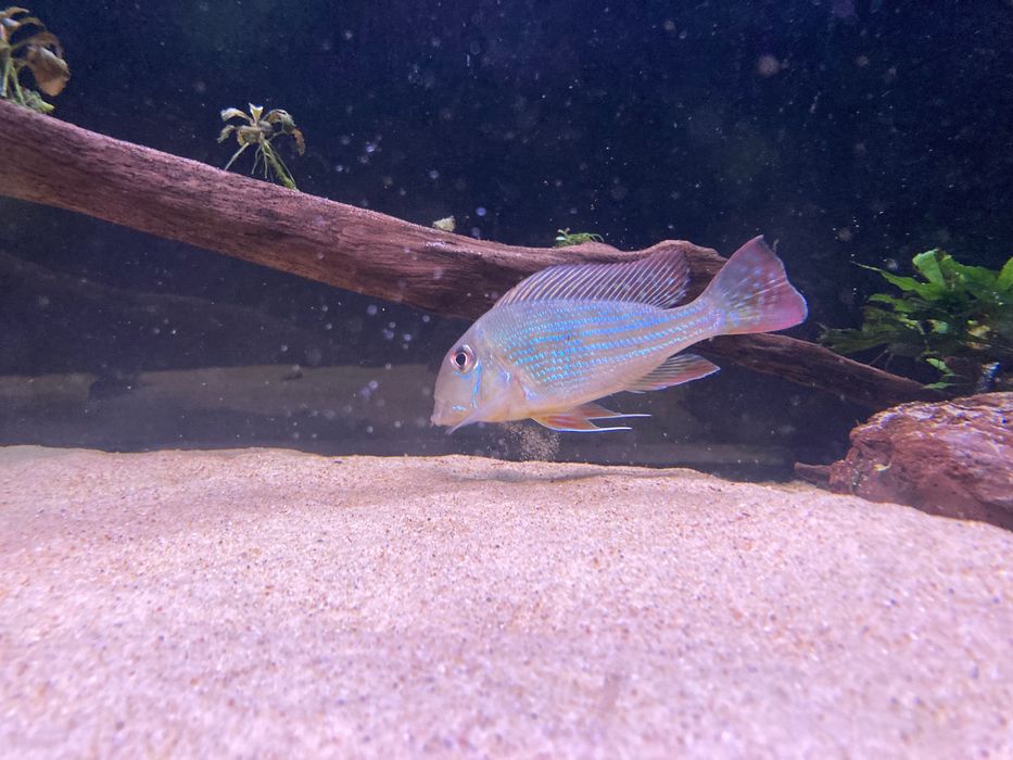 Geophagus Altifrons