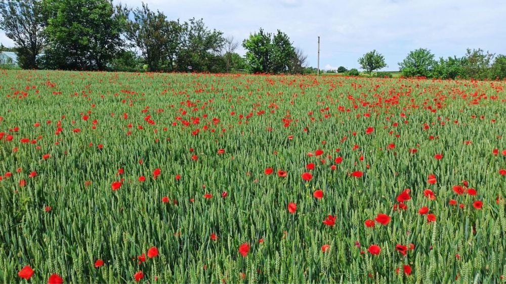 Продам земельну ділянку с.Черкас