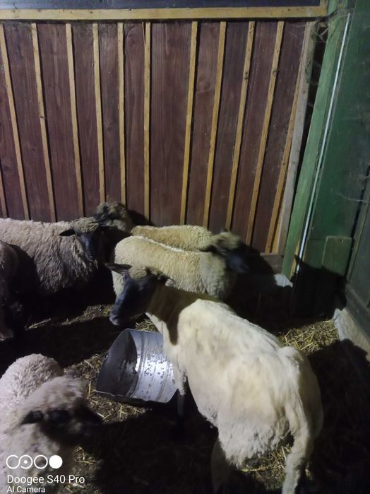 Baran Czarnogłówka