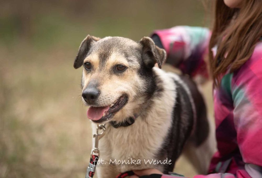 Tomuś szuka swojego miejsca na zawsze – może właśnie u Ciebie