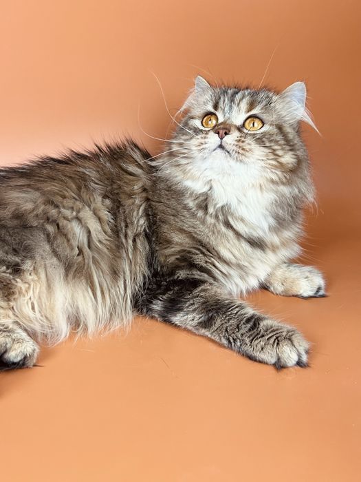 Шотландська довгошерста кішечка.