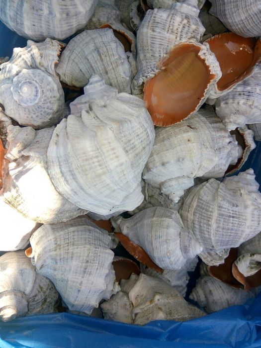 Ракушки рапаны.   .