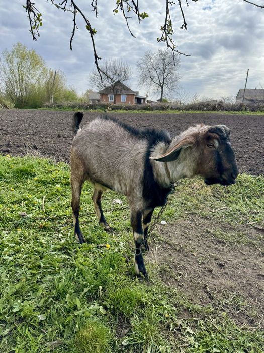Англо - нубійський цап