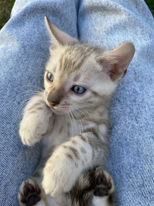 Сніжні котики в люблячу родину