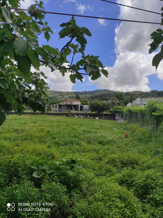 Ovos frescos galinhas criadas no campo