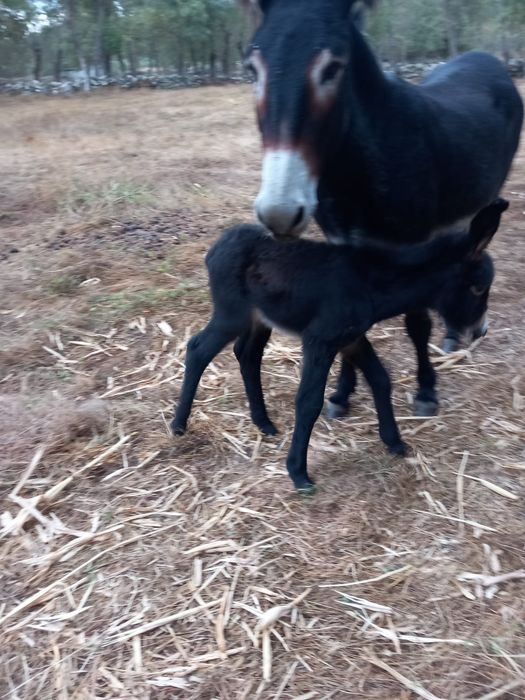 2 Burros com 2 meses