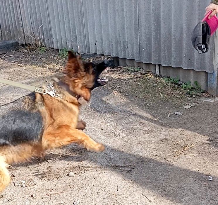 Питомник "ZOLOTOY PYT'.."предлогает щенков стандартной и длинношерстно