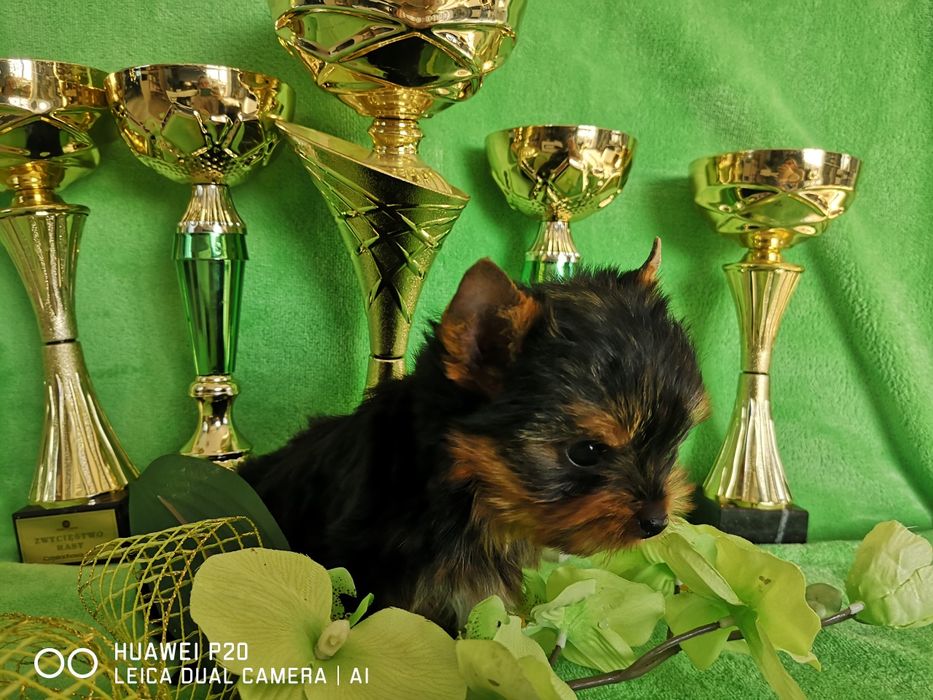 Yorkshire terrier piesek z rodowodem i paszportem