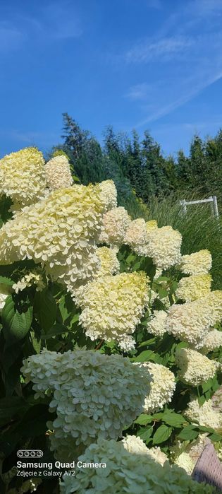 hortensja bukietowa
