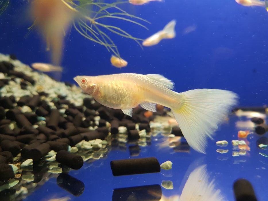 Gupik Albino Platinum