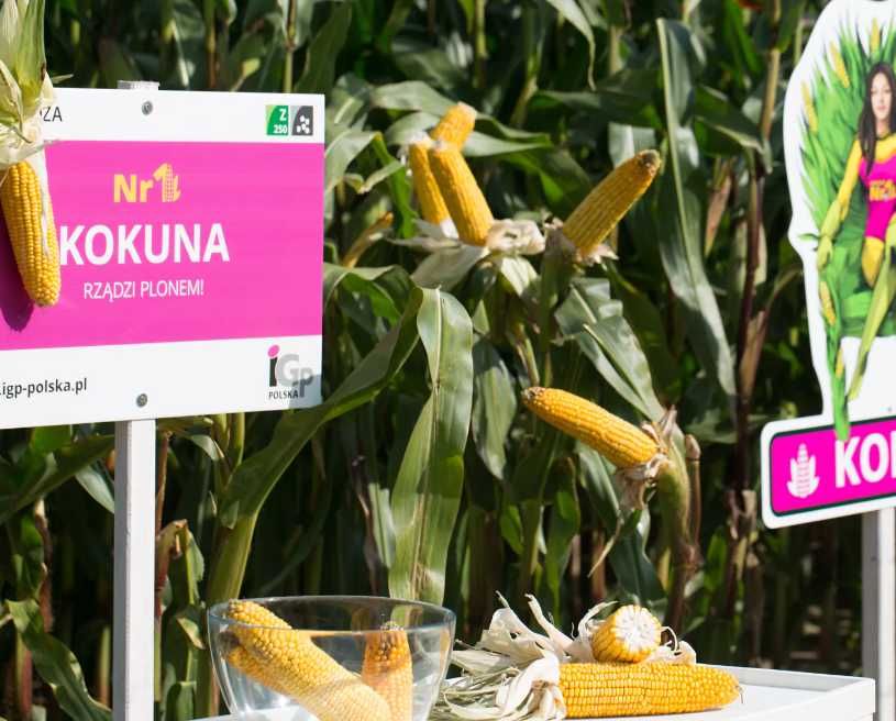 Nasiona kukurydzy IGP Codizouk, Kokuna, Sunbird