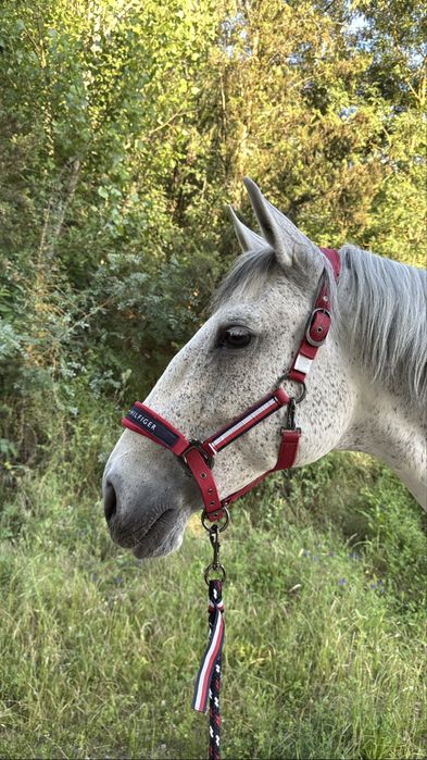 Cavalo PSL com escola