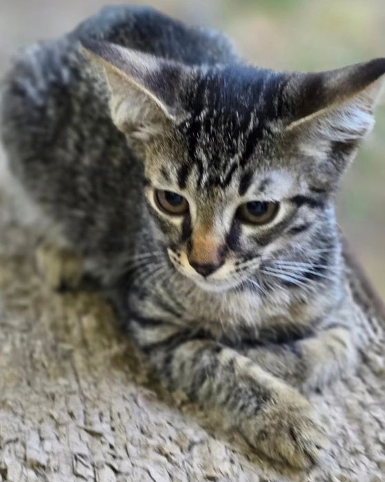 Тигровый котенок мальчик бесплатно