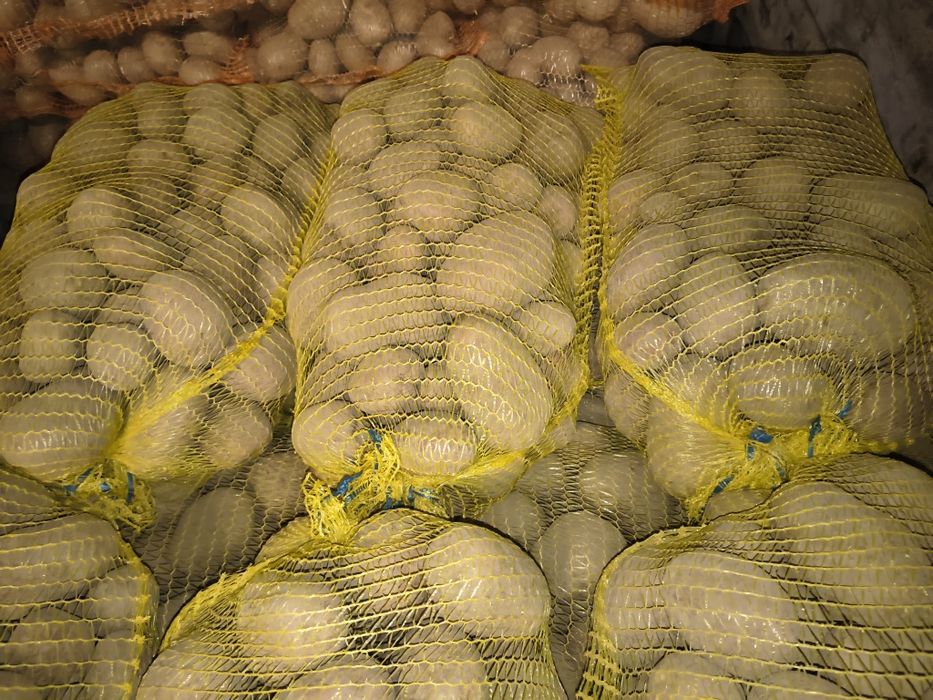 Ziemniaki jadalne Belarosa Gala