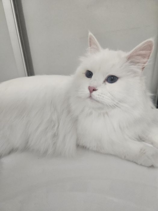 Biała kotka syberyjska gotowa do odbioru rodowód FIFE