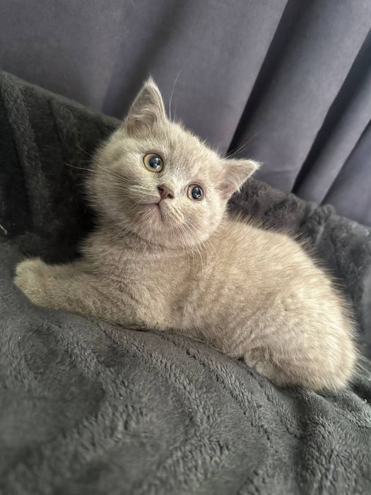 Кошенята Британці