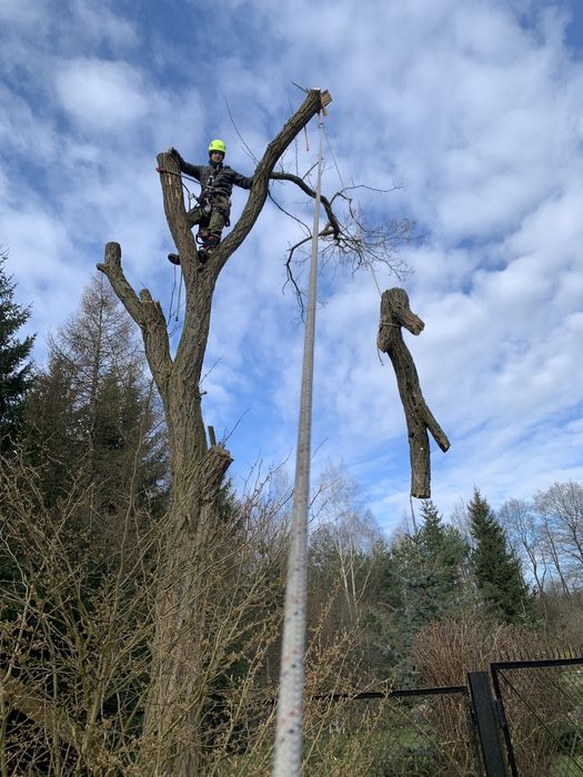 Wycinka drzew, prace alpinistyczne, czyszczenie działek.
