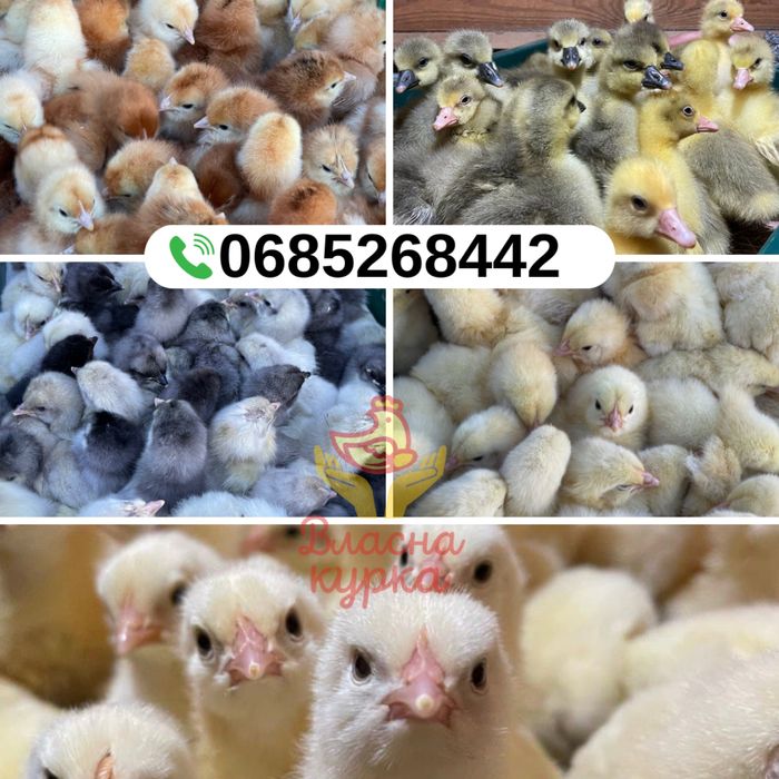 Курчата несучки тижневі