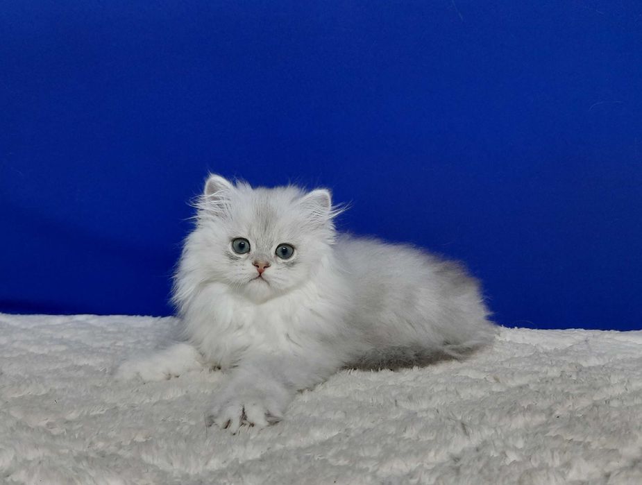 Шотландський Хайленд хлопчик на ім"я Джавелін