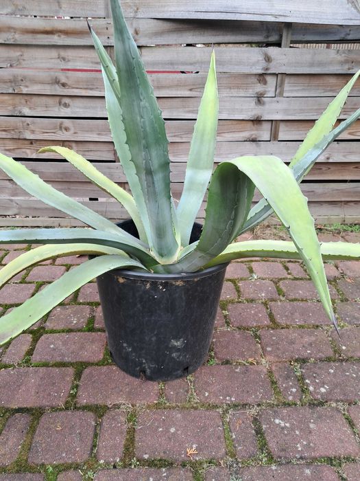 Agawa Duża Roślina Ogród