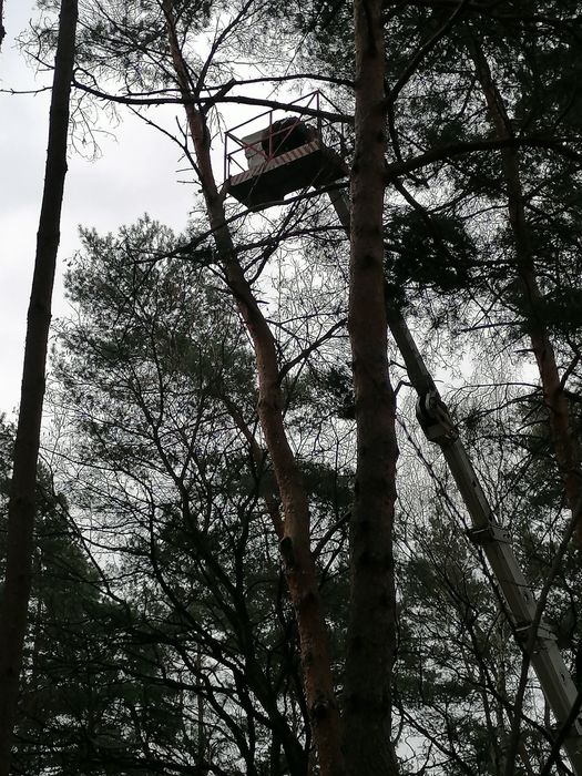 Wycinka i pielęgnacja drzew