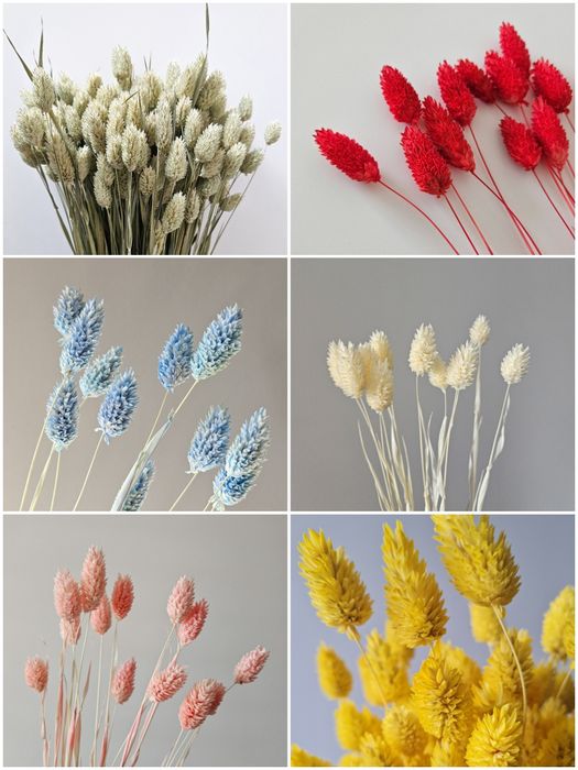 Лагурус, зайцехвіст, фалярис