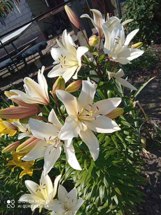 Продаются лилии,