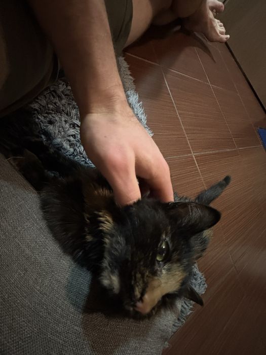 Віддамо кицю в добрі руки