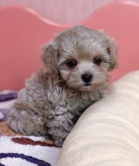 Собаки Мальтипу мальчики и девочки